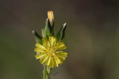 Youngia japonica #6